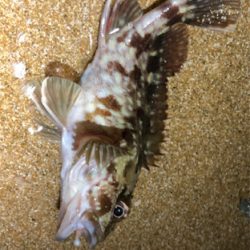 まだまだ夏ガッシー