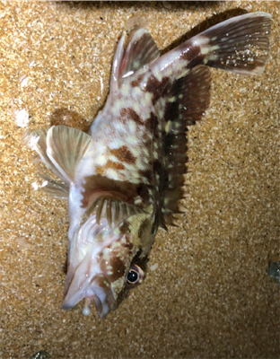 まだまだ夏ガッシー