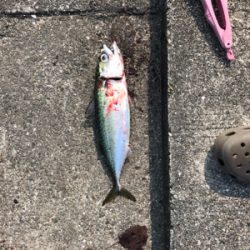 久しぶりの釣り