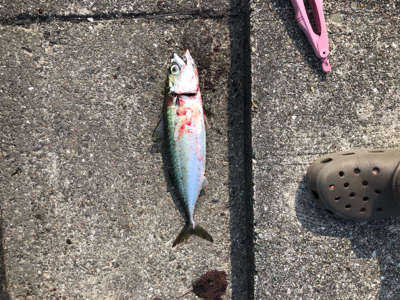 久しぶりの釣り