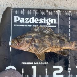 真夏のベッコウゾイ