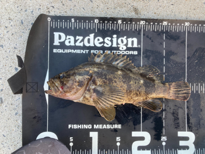 真夏のベッコウゾイ