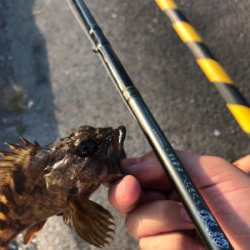 【ヘチ釣り】三重県霞埠頭にてへちさぐり