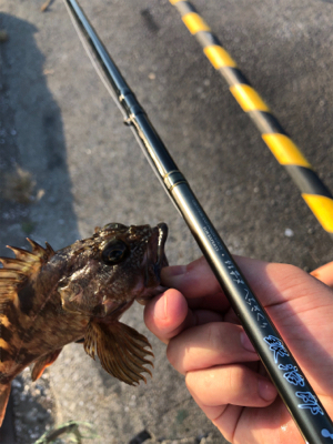 【ヘチ釣り】三重県霞埠頭にてへちさぐり