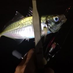 アジング練習 181