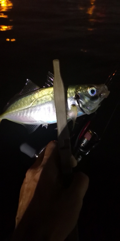 アジング練習 181