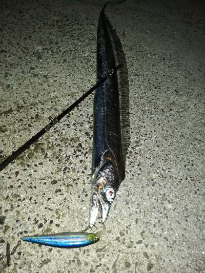 朝マズメタチウオ。