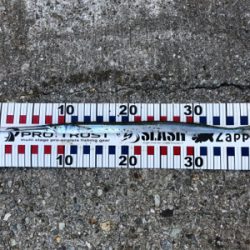 久しぶりの釣果