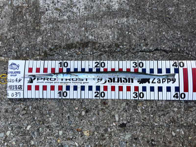 久しぶりの釣果