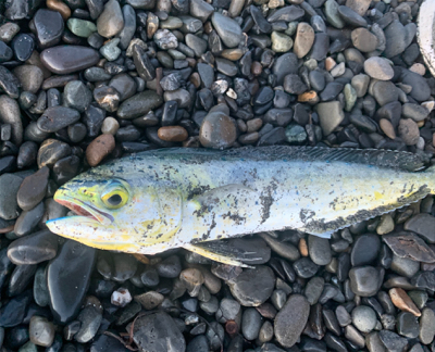 夏の終わりも近い