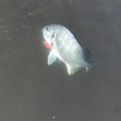 トップウォーター