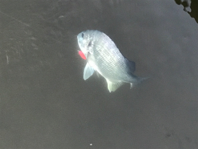 トップウォーター