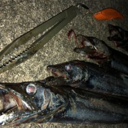 タチウオ好調続く