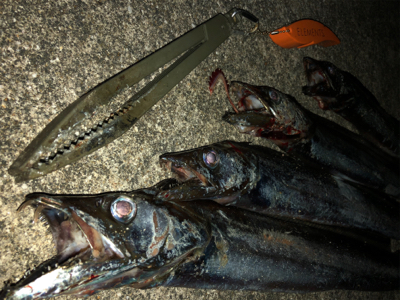 タチウオ好調続く