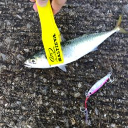 サバがはばをきかしております…。