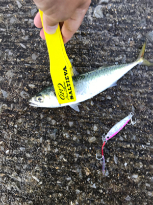 サバがはばをきかしております…。