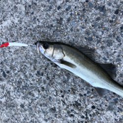 スイングウォーブラーも入魂