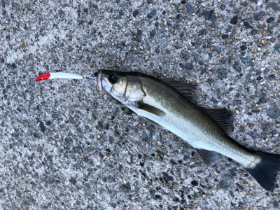 スイングウォーブラーも入魂