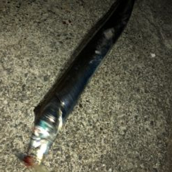 タチウオ好調まだまだ続く