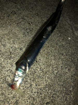 タチウオ好調まだまだ続く