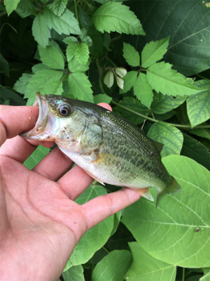 枚方　天の川合流地点