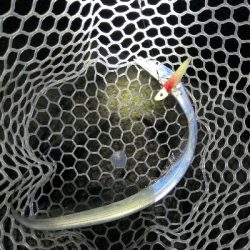 太刀魚はワンチャンス