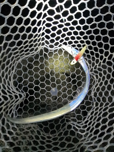 太刀魚はワンチャンス