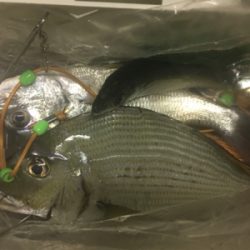 小さいイワシがいい餌になってくれました!