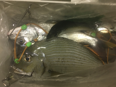 小さいイワシがいい餌になってくれました！