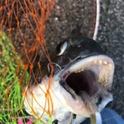 好調釣り場で1枚のみ