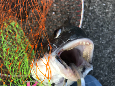 好調釣り場で1枚のみ