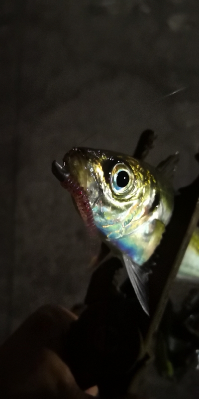 アジング練習 182