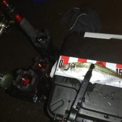 アジ探し　南港