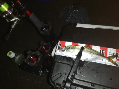 アジ探し　南港