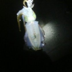 アオリイカ2杯!キジハタ4匹!カマス2匹!