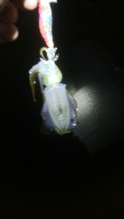 アオリイカ2杯!キジハタ4匹!カマス2匹!