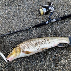 リバーシーバス