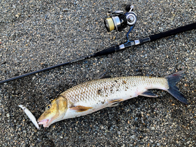 リバーシーバス