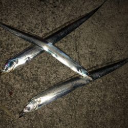 潮回りが小さくなっても釣れるのか?君は。