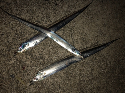 潮回りが小さくなっても釣れるのか?君は。