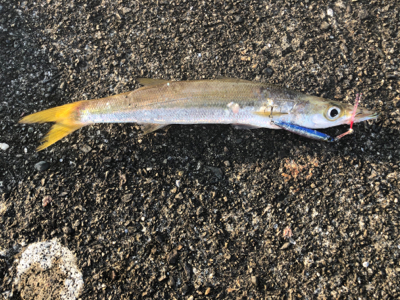 カマス好調(・∀・)