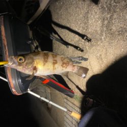 アジングしてるつもりがメバリングでした