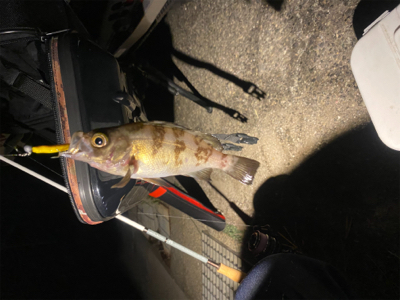 アジングしてるつもりがメバリングでした