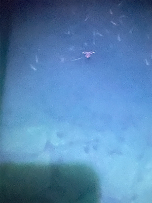 まだ小さいけど何とか一杯