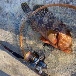 今シーズン初アコウ