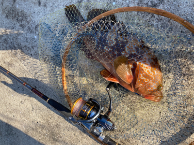 今シーズン初アコウ