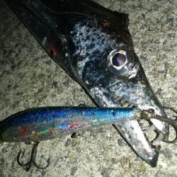 今日もタチウオ♪