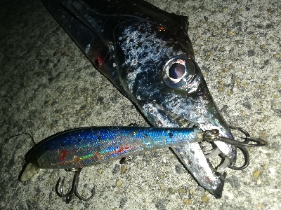 今日もタチウオ♪