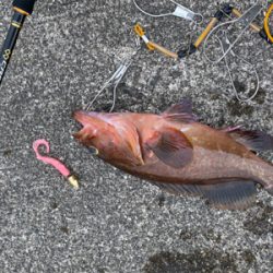 今期最大サイズ