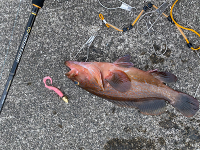 今期最大サイズ